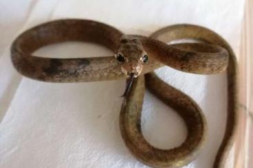 Nattern ungiftige  kaufen und verkaufen Foto: Aplopeltura boa - Schneckennatter - Snail eating Snake