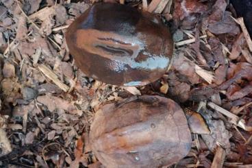 Sumpfschildkröten kaufen und verkaufen Foto: Platemys platycephala - Plattschildkröte