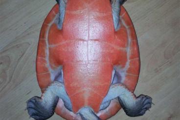 Schildkröten  kaufen und verkaufen Foto: Emydura subglobosa - Rotbauch Spitzkopfschildkröte