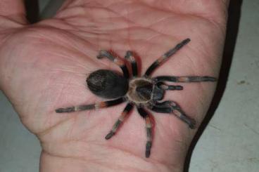 Spinnen und Skorpione kaufen und verkaufen Foto: 0.200 B. auratum weiblich zu verkaufen Spinnen und Skorpione kaufen und verkaufen Foto: 0.200 B. auratum weiblich zu verkaufen