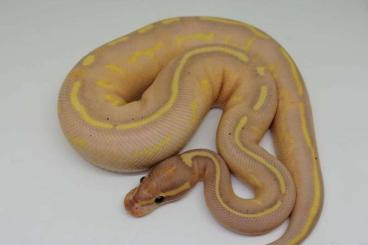 Snakes kaufen und verkaufen Photo: 1.0 Coral Glow Freeway Breeder 