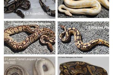 Königspythons kaufen und verkaufen Foto: Nice Ballpythons available 