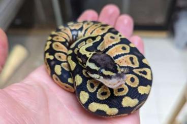 Ball Pythons kaufen und verkaufen Photo: Babies ball python - mojave, pastel, wildtyp 