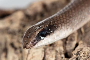 Schlangen kaufen und verkaufen Foto: Rhamphiophis rostratus, own captive breeding.