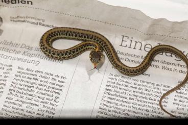 Schlangen kaufen und verkaufen Foto: Thamnophis eques patzcuaroensis, Thamnophis eques scotti