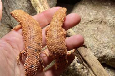Lizards kaufen und verkaufen Photo: Egernia epsisolus CB’23 / NZ’23