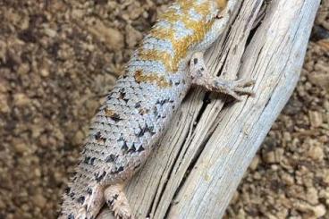 Lizards kaufen und verkaufen Photo: Egernia depressa (weibchen 2021) Lizards kaufen und verkaufen Photo: Egernia depressa (weibchen 2021)