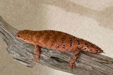 Lizards kaufen und verkaufen Photo: Egernia epsisolus (CB2024) Lizards kaufen und verkaufen Photo: Egernia epsisolus (CB2024)