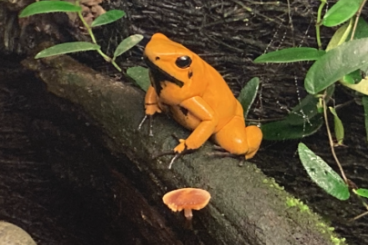 Poison dart frogs kaufen und verkaufen Photo: Suche 0-1 terribilis orange blackfood