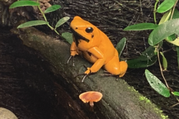 Pfeilgiftfrösche kaufen und verkaufen Foto: Suche 0-1 terribilis orange blackfood