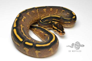 Königspythons kaufen und verkaufen Foto: 0.1 Super Gravel pos DH Hypo Genetic stripe