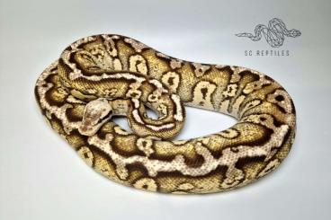 Ball Pythons kaufen und verkaufen Photo: 0.1 Stranger Firefly 100% HET Clown (proven breeder) Ball Pythons kaufen und verkaufen Photo: 0.1 Stranger Firefly 100% HET Clown (proven breeder)