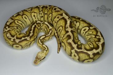 Königspythons kaufen und verkaufen Foto: 0.1 Stranger Firefly 100% HET Clown (proven breeder) Königspythons kaufen und verkaufen Foto: 0.1 Stranger Firefly 100% HET Clown (proven breeder)