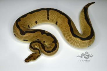 Königspythons kaufen und verkaufen Foto: 0.1 Leopard Blade Clown (proven breeder) Königspythons kaufen und verkaufen Foto: 0.1 Leopard Blade Clown (proven breeder)