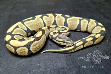 Königspythons kaufen und verkaufen Foto: 0.1 Desert ghost 100% Clown NZ24