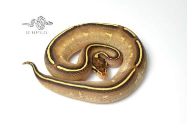 Ball Pythons kaufen und verkaufen Photo: 0.1 Mojave Freeway 100% HET Clown Ball Pythons kaufen und verkaufen Photo: 0.1 Mojave Freeway 100% HET Clown