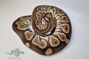 Ball Pythons kaufen und verkaufen Photo: 0.1 Chocolate Phantom 100% HET Clown (proven breeder) Ball Pythons kaufen und verkaufen Photo: 0.1 Chocolate Phantom 100% HET Clown (proven breeder)