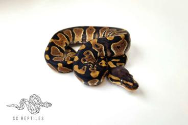Ball Pythons kaufen und verkaufen Photo: 0.1 Chocolate 100% HET Clown Ball Pythons kaufen und verkaufen Photo: 0.1 Chocolate 100% HET Clown