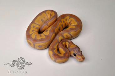 Ball Pythons kaufen und verkaufen Photo: 1.0 Coral glow Clown ENZ25 Ball Pythons kaufen und verkaufen Photo: 1.0 Coral glow Clown ENZ25