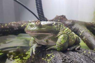 frogs kaufen und verkaufen Photo: Calyptocephalella gayi (chilean giant frog) frogs kaufen und verkaufen Photo: Calyptocephalella gayi (chilean giant frog)