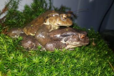 frogs kaufen und verkaufen Photo: Bufo japonicus (Japanese toad) frogs kaufen und verkaufen Photo: Bufo japonicus (Japanese toad)