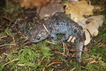 Molche kaufen und verkaufen Foto: Ambystoma talpoideum (mole salamander) Molche kaufen und verkaufen Foto: Ambystoma talpoideum (mole salamander)