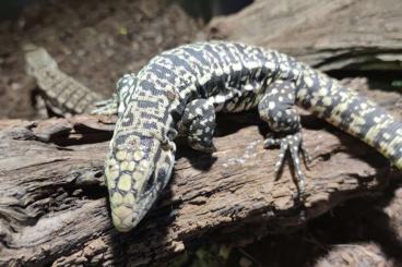 other lizards kaufen und verkaufen Photo: Salvator (Tupinambis) merianae High White DNZ 2022