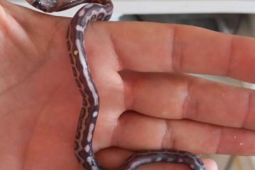 Snakes kaufen und verkaufen Photo: Pantherophis scaleles hybrido californiae