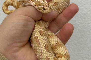 Schlangen kaufen und verkaufen Foto: Heterodon Nasicus, Hakennasennatter Schlangen kaufen und verkaufen Foto: Heterodon Nasicus, Hakennasennatter