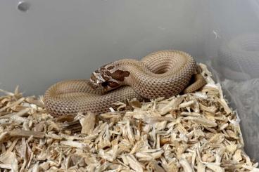 Schlangen kaufen und verkaufen Foto: Heterodon Nasicus, Hakennasennatter Schlangen kaufen und verkaufen Foto: Heterodon Nasicus, Hakennasennatter