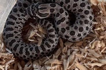 Schlangen kaufen und verkaufen Foto: Hakennasennatter Arctic, Axanthic, Toffee, 