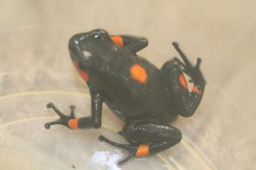 Poison dart frogs kaufen und verkaufen Photo: Oophaga Histrionica Bullseye