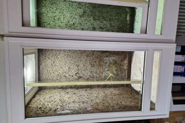 Terrarien kaufen und verkaufen Foto: Kunstoffterrarien abzugeben Terrarien kaufen und verkaufen Foto: Kunstoffterrarien abzugeben