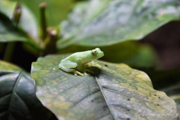 frogs kaufen und verkaufen Photo: Hyalinobatrachium fleischmanni