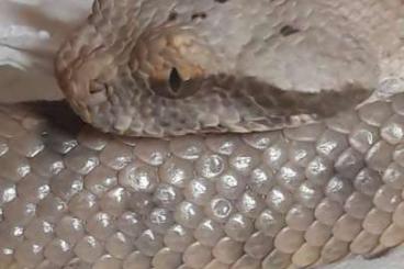 Venomous snakes kaufen und verkaufen Photo: Pseudocerastes persicus Fieldi