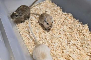 Exotische Säuger kaufen und verkaufen Foto: Meriones Unguiculatus for Hamm march Exotische Säuger kaufen und verkaufen Foto: Meriones Unguiculatus for Hamm march