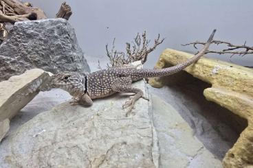 Echsen kaufen und verkaufen Foto: 1.0 Crotaphytus Nebrius (Adult) Echsen kaufen und verkaufen Foto: 1.0 Crotaphytus Nebrius (Adult)