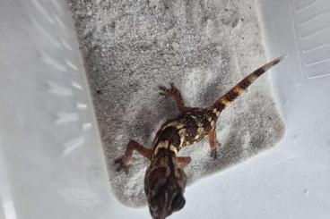 Geckos kaufen und verkaufen Photo: 1.3 Chondrodactylus angulifer cb25 Geckos kaufen und verkaufen Photo: 1.3 Chondrodactylus angulifer cb25