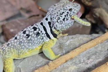 Lizards kaufen und verkaufen Photo: Crotaphytus species cb25 (Hamm or pick up) Lizards kaufen und verkaufen Photo: Crotaphytus species cb25 (Hamm or pick up)