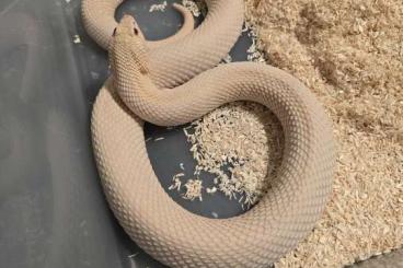 Colubrids kaufen und verkaufen Photo: Yeti & Superyeti (Heterodon nasicus) Colubrids kaufen und verkaufen Photo: Yeti & Superyeti (Heterodon nasicus)