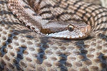 Giftschlangen kaufen und verkaufen Foto: Vipera aspis aspis, Limousin locality cb25 Giftschlangen kaufen und verkaufen Foto: Vipera aspis aspis, Limousin locality cb25