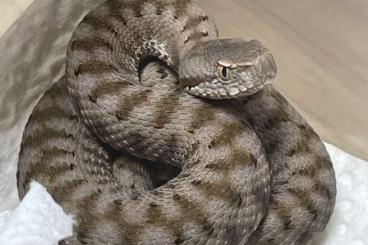 Venomous snakes kaufen und verkaufen Photo: Vipera aspis aspis, Limousin locality cb25 Venomous snakes kaufen und verkaufen Photo: Vipera aspis aspis, Limousin locality cb25
