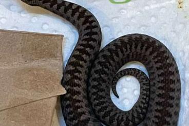 Giftschlangen kaufen und verkaufen Foto: 2.2 indoor Vipera berus cb25 Giftschlangen kaufen und verkaufen Foto: 2.2 indoor Vipera berus cb25