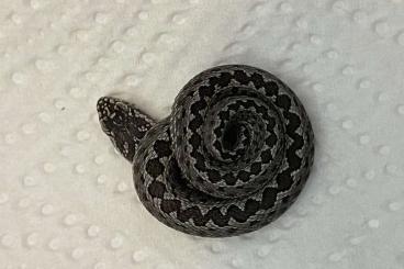 Giftschlangen kaufen und verkaufen Foto: Vipera renardi DD cb25 Hamm/Houten