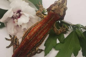 Geckos kaufen und verkaufen Foto: 1,0 Rhacodactylus auriculatus red striped for Hannover 7.4