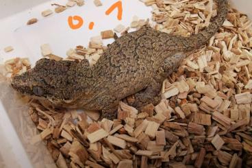 Geckos kaufen und verkaufen Foto: 1,1 Rhacodactylus auriculatus for Hannover 7.4.24