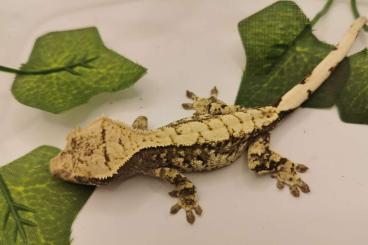 Geckos kaufen und verkaufen Foto: Kronengecko Nachzuchten 23-diverse Morphen.-Hannover-Rendsburg-Hamburg