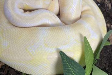 Ball Pythons kaufen und verkaufen Photo: Albino Königspython Weiblich 