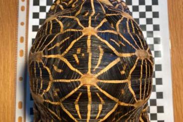 Landschildkröten kaufen und verkaufen Foto: Indian Star Tortoise, Geochelone elegans 1.2 