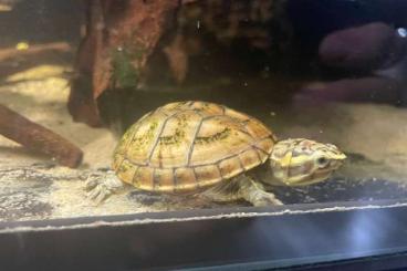 Sumpfschildkröten kaufen und verkaufen Foto: Kinosternon Baurii, Dreistreifen-Klappschildkröte